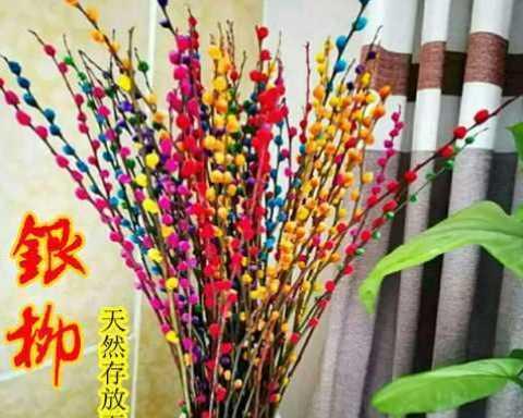 银柳花的寓意是什么？银柳花象征着什么含义？
