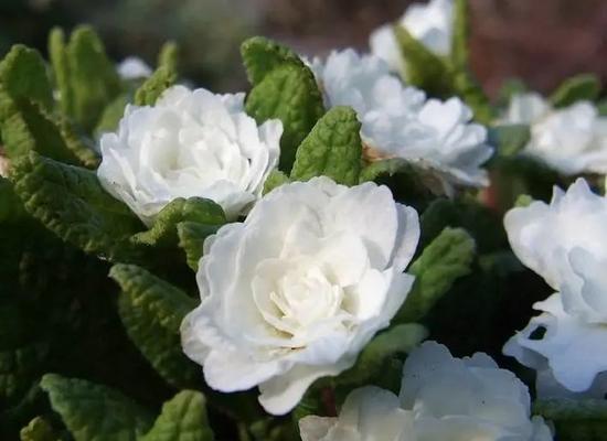 樱花草的花语是什么？如何用樱花草表达情感？