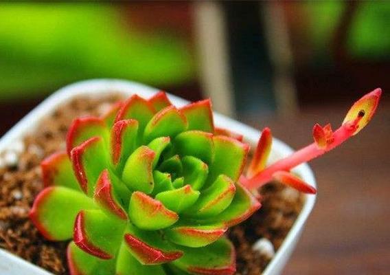 蒂亚多肉怎么养？养殖过程中需要注意哪些问题？