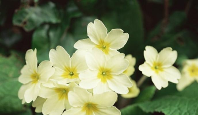 樱花草花语是什么？了解樱花草的含义和象征意义