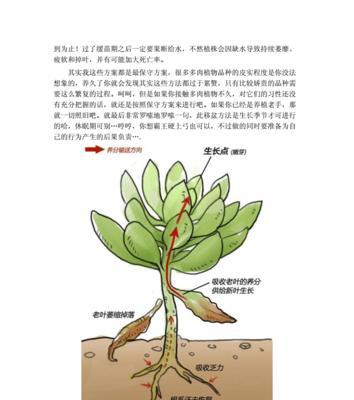 蒂亚多肉掉叶子怎么办？如何正确处理和预防？