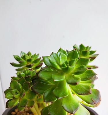 蒂亚多肉掉叶子怎么办？如何正确处理和预防？
