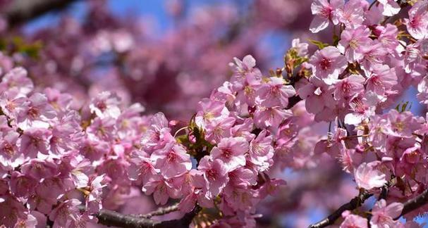 樱花代表什么花语？樱花的花语有哪些含义？