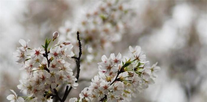 樱花代表什么花语？樱花的花语有哪些含义？