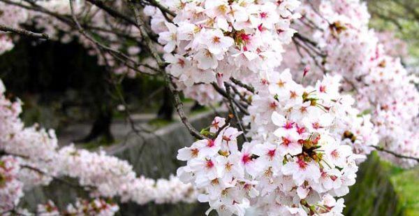樱花代表什么花语？樱花的花语有哪些含义？