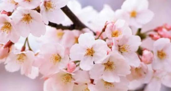 樱花的花语和寓意是什么？如何理解樱花的象征意义？