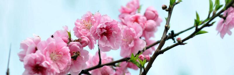 樱花的花语和传说有哪些？如何解读樱花的浪漫寓意？