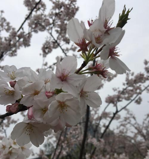 樱花的花语是什么？适合送给谁？