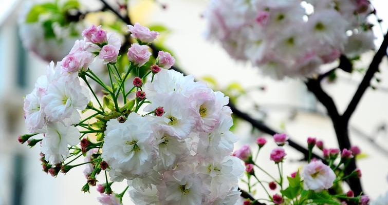 樱花的三个传说意义是什么？樱花背后的故事有哪些？