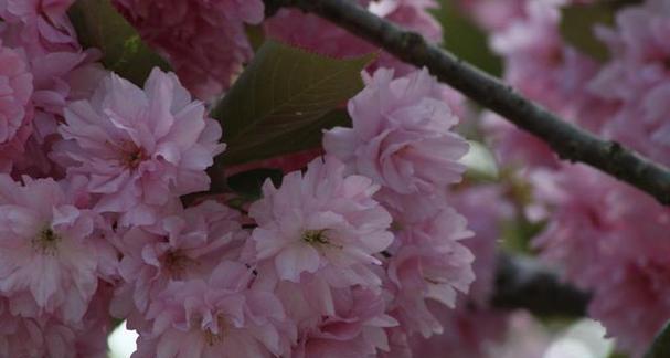 樱花的寓意是什么？樱花象征着什么含义？