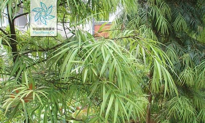 滇油杉属于裸子植物吗？它有哪些特点？
