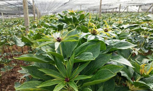 滇重楼种植条件是什么？栽种环境要求有哪些？