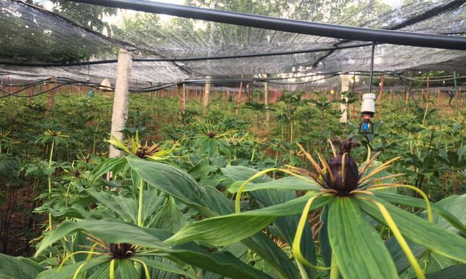 滇重楼种植条件是什么？栽种环境要求有哪些？