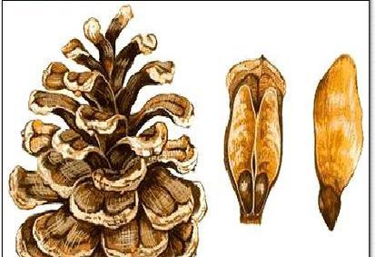 滇紫荆属于裸子植物吗？它的分类和特征是什么？
