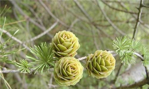 滇紫荆属于裸子植物吗？它的分类和特征是什么？