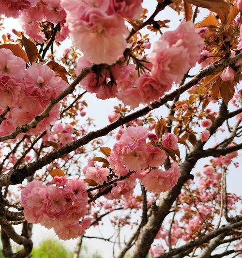 樱花的花语是什么？樱花象征意义有哪些常见问题？