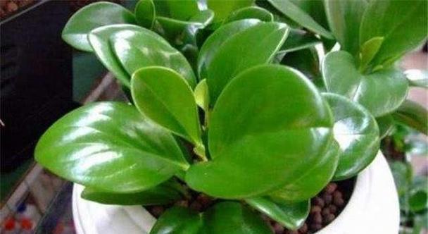 电脑宝贝花怎么养长得快？掌握这些技巧让你的植物茁壮成长！