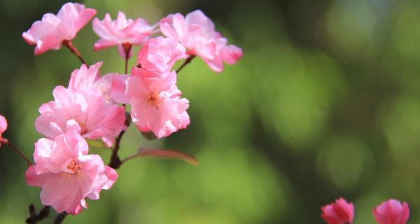 樱花花语是什么？如何理解樱花的象征意义？