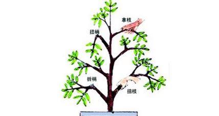 电脑宝贝什么时候剪枝最合适？剪枝的最佳时机是什么时候？