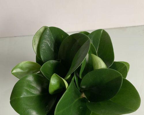 电脑宝贝是什么植物？电脑宝贝植物的特性有哪些？