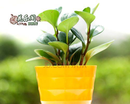 电脑宝贝是什么植物？电脑宝贝植物的特性有哪些？
