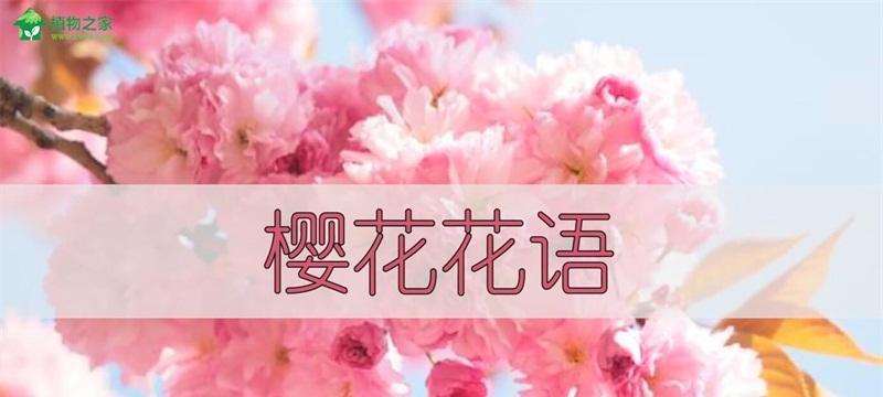 樱花花语象征什么？樱花的寓意有哪些常见问题解答？