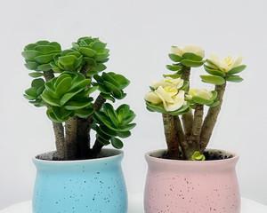 电脑旁边适合放什么植物？这些绿植能净化空气吗？