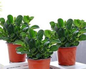 电脑旁边适合放什么植物？这些绿植能净化空气吗？