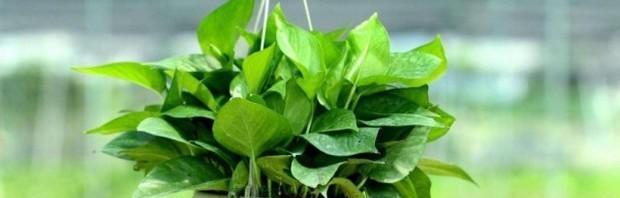 电脑旁边适合放什么植物？这些绿植能净化空气吗？