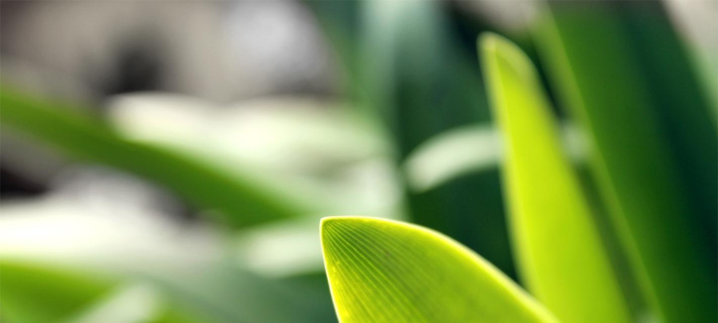 电脑前适合放什么植物？有哪些净化空气的办公桌植物推荐？