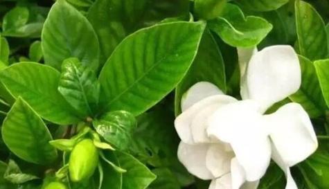 樱水晶花语是什么？它有哪些寓意和象征意义？
