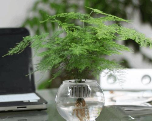 电脑桌上适合放置哪些植物？它们对健康有何益处？