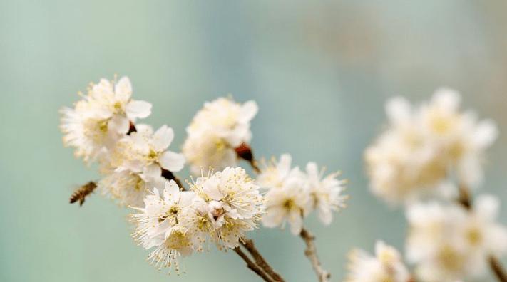 樱桃花的花语是什么？如何正确解读樱花的象征意义？