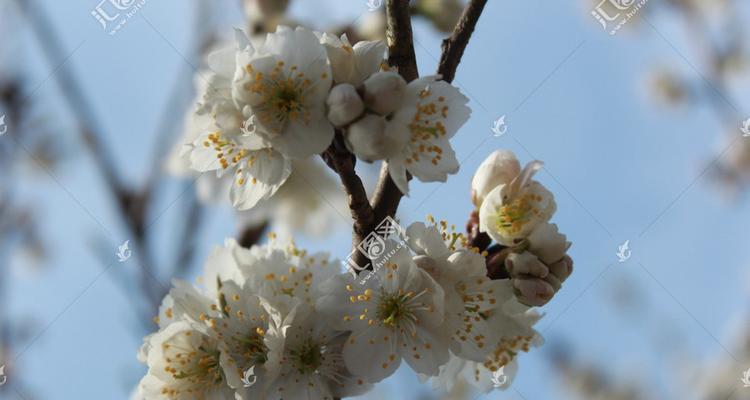樱桃花的花语是什么？如何正确解读樱花的象征意义？