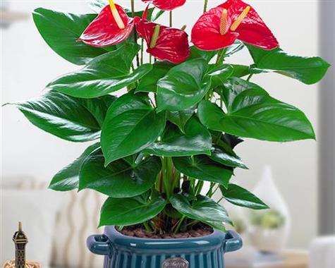 电脑桌上适合养什么花？哪些植物既美观又能净化空气？