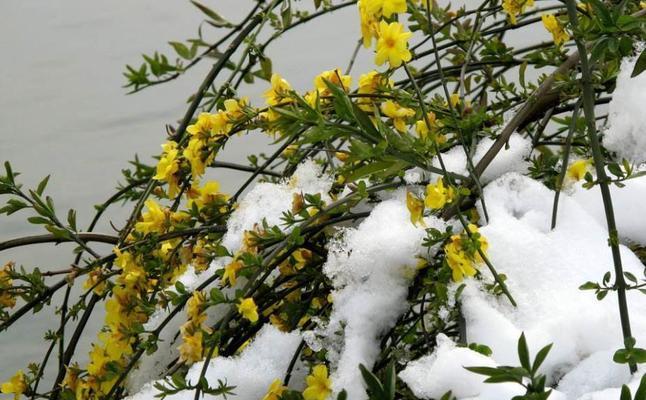 迎春花的花语是什么？如何用迎春花表达情感？
