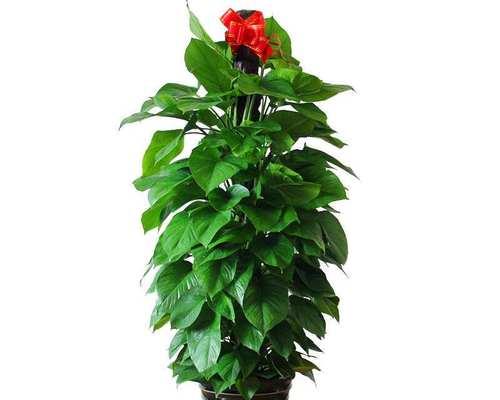 电梯口适合放什么植物？有哪些推荐？