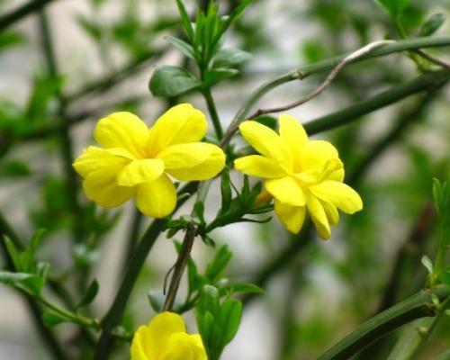 迎春花的花语是什么？如何用迎春花表达情感？