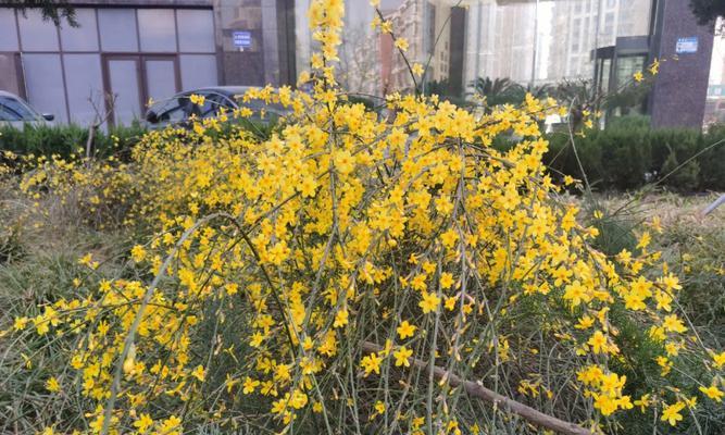 迎春花象征着什么？如何理解迎春花的寓意？