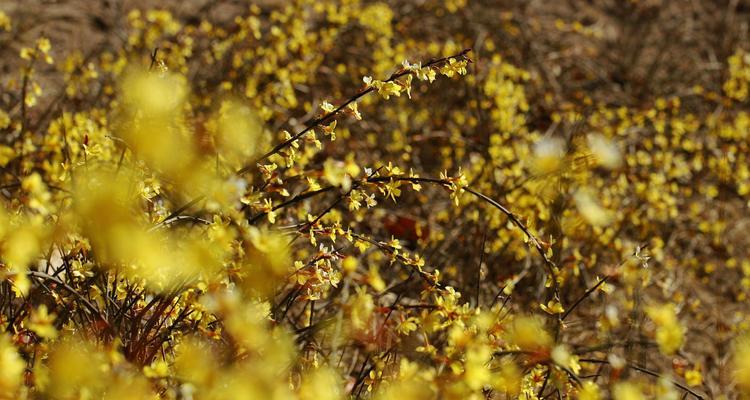 迎春花象征着什么？如何理解迎春花的寓意？