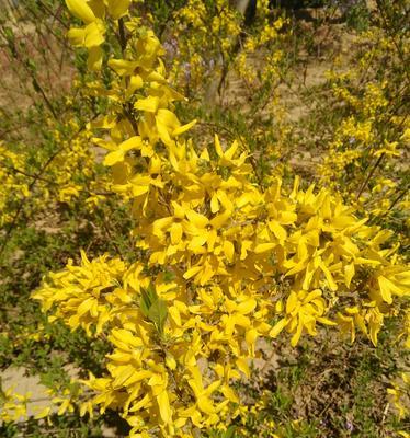 迎春花象征着什么？如何理解迎春花的寓意？