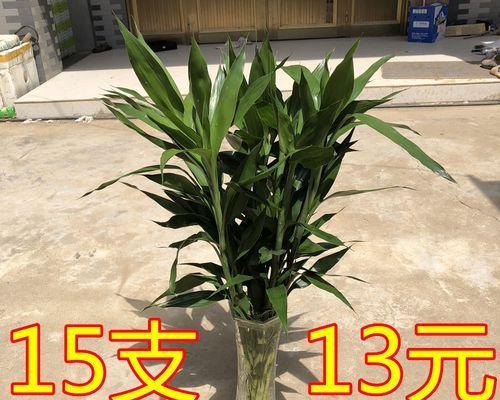 店铺可以种竹子吗？种植竹子需要注意哪些事项？