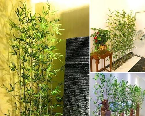 店铺可以种竹子吗？种植竹子需要注意哪些事项？