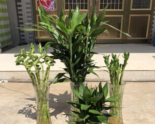 店铺可以种竹子吗？种植竹子需要注意哪些事项？