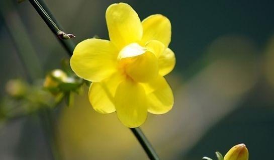 迎春花象征着什么？迎春花的寓意有哪些常见问题解答？