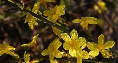 迎春花象征着什么？迎春花的寓意有哪些常见问题解答？