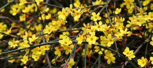 迎春花花语是什么？如何正确解读迎春花的含义？
