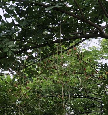 吊灯树果实有毒吗？食用安全性和潜在风险解析