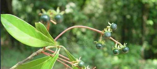 吊灯树果实有毒吗？食用安全性和潜在风险解析