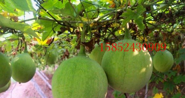吊瓜子种植的最佳地点是什么？种植吊瓜子有哪些常见问题？